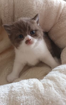 Noch 3 Süße Bkh Kitten