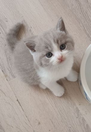 Noch 3 Süße Bkh Kitten