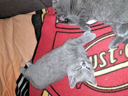 Ab sofort russisch blue kitten abzugeben