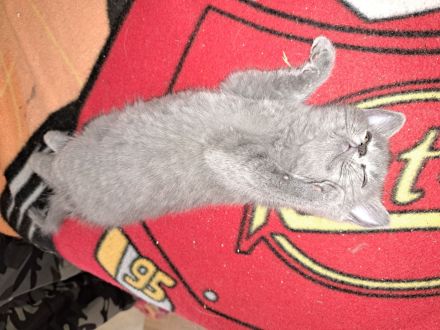Ab sofort russisch blue kitten abzugeben