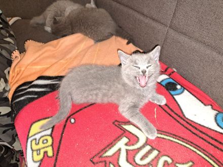 Ab sofort russisch blue kitten abzugeben