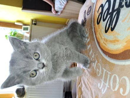 Ab sofort russisch blue kitten abzugeben