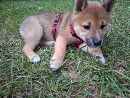 Reinrassige Shiba Inu Welpen (Mädchen)