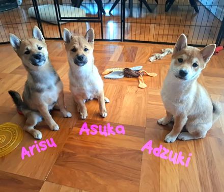 Reinrassige Shiba Inu Welpen (Mädchen)