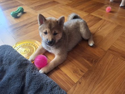 Reinrassige Shiba Inu Welpen (Mädchen)