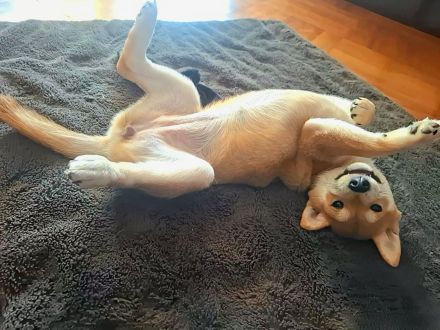 Reinrassige Shiba Inu Welpen (Mädchen)