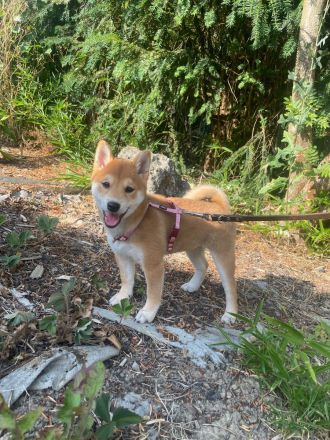 Reinrassige Shiba Inu Welpen (Mädchen)