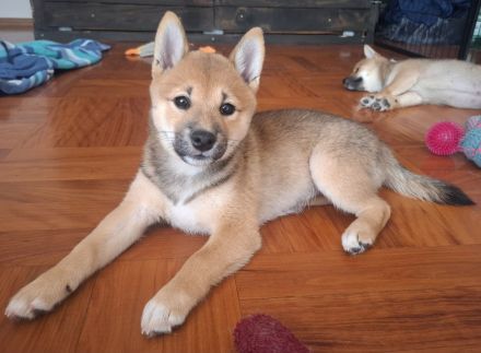 Reinrassige Shiba Inu Welpen (Mädchen)