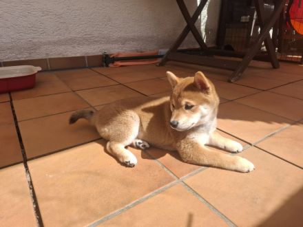 Reinrassige Shiba Inu Welpen (Mädchen)