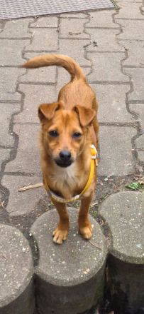 Süßes Zwergpinscher Mädchen abzugeben
