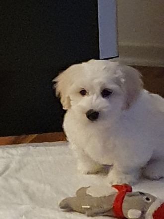 Malteser Welpe abzugeben