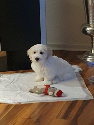 Malteser Welpe abzugeben