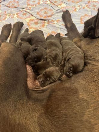 Reinrassige braune Labrador Welpen