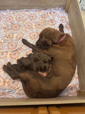 Reinrassige braune Labrador Welpen