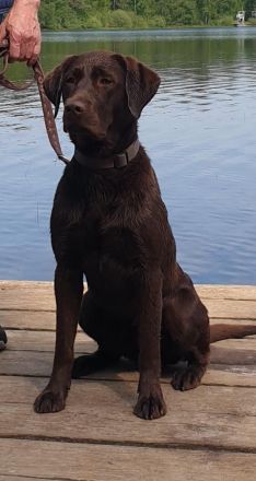 Reinrassige braune Labrador Welpen