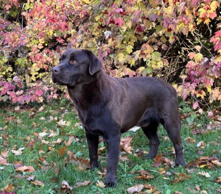 Reinrassige braune Labrador Welpen