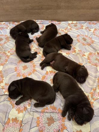 Reinrassige braune Labrador Welpen