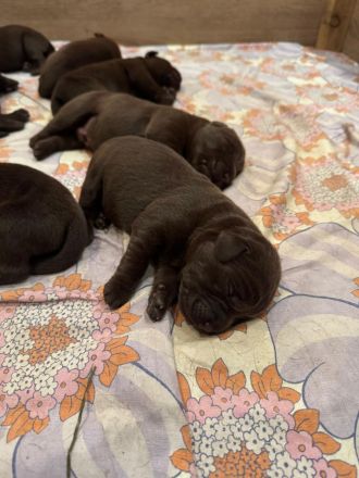 Reinrassige braune Labrador Welpen