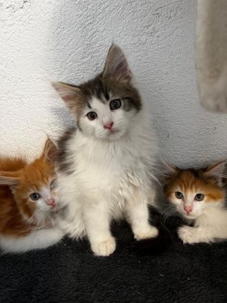 Maine Coon Kitten reinrassig