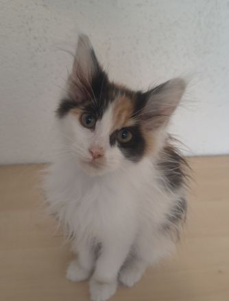 Maine Coon Kitten reinrassig