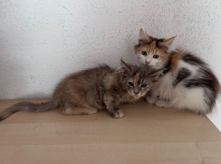Maine Coon Kitten reinrassig Glückskatze