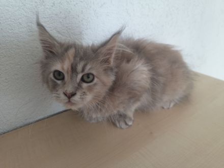 Maine Coon Kitten reinrassig Glückskatze