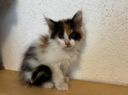 Maine Coon Kitten reinrassig