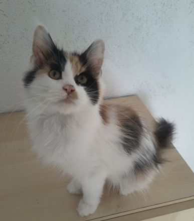 Maine Coon Kitten reinrassig Glückskatze