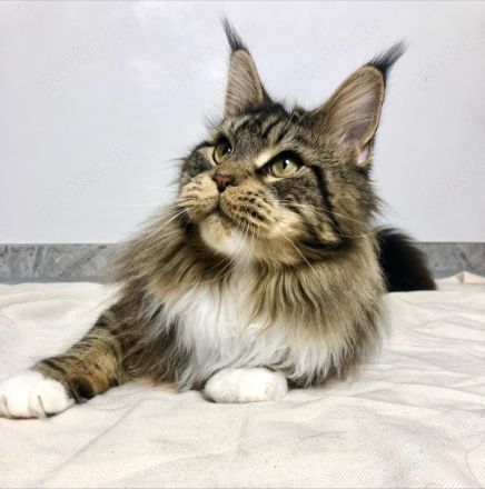 Maine Coon Kitten reinrassig