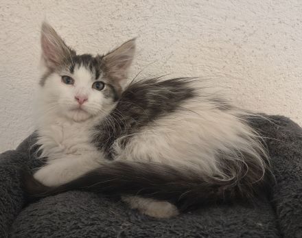 Maine Coon Kitten reinrassig