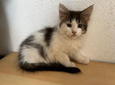 Maine Coon Kitten reinrassig