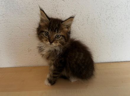 Maine Coon Kitten reinrassig