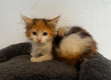 Maine Coon Kitten reinrassig
