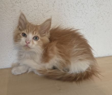 Maine Coon Kitten reinrassig