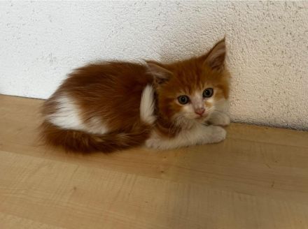 Maine Coon Kitten reinrassig