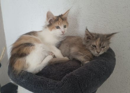 Maine Coon Kitten reinrassig Glückskatze