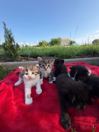 BKH Kitten