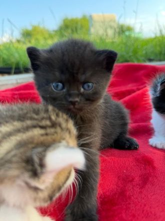 BKH Kitten