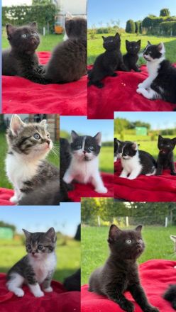 BKH Kitten