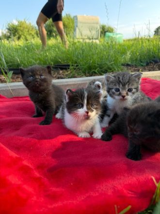 BKH Kitten