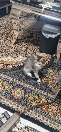 Katze
