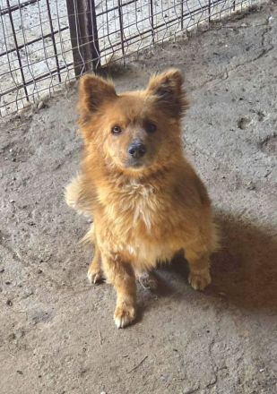 Paddington, klein, freundlich, wuschelig, wer adoptiert ihn?