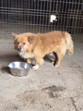 Paddington, klein, freundlich, wuschelig, wer adoptiert ihn?