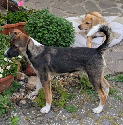 Vivi auf PS in 06242 Braunsbedra möchte adoptiert werden