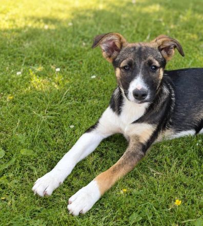 Vivi auf PS in 06242 Braunsbedra möchte adoptiert werden