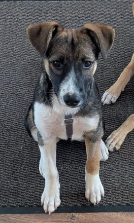 Vivi auf PS in 06242 Braunsbedra möchte adoptiert werden