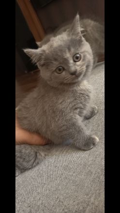 Katze Blh klein