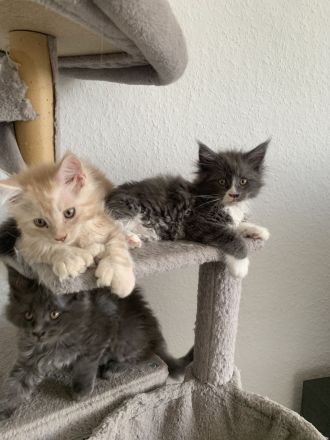 Wir suchen dringend ein neues Zuhause XXL Maine Coon