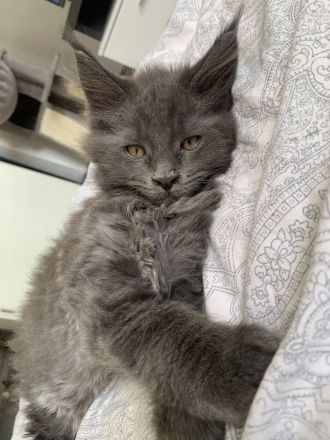 Wir suchen dringend ein neues Zuhause XXL Maine Coon