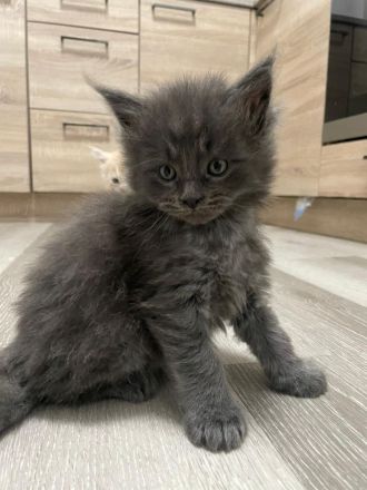 Wir suchen dringend ein neues Zuhause XXL Maine Coon